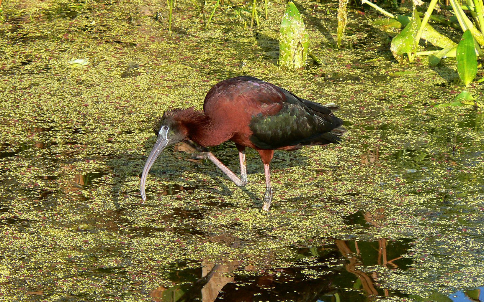 A long legged bird with a dark red breast and neck and black wings and a long, thin beak forages for food in a shallow pond.