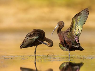 Two adult glossy ibises are standing in a freshwater pond.