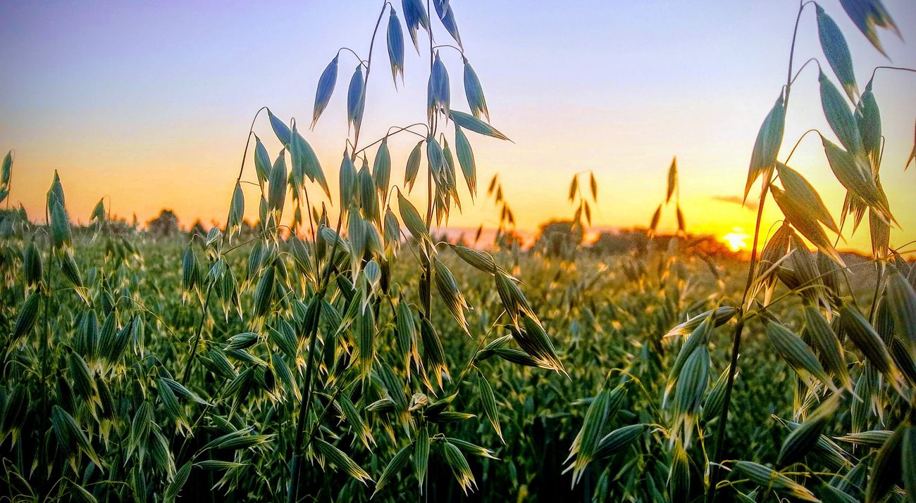 Closeup of a vast field of oat crops with the sun setting on the horizon.
