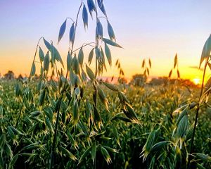 A field of oats illuminated by a setting sun.