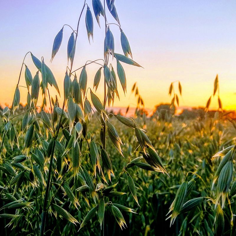 A field of oats illuminated by the setting sun.
