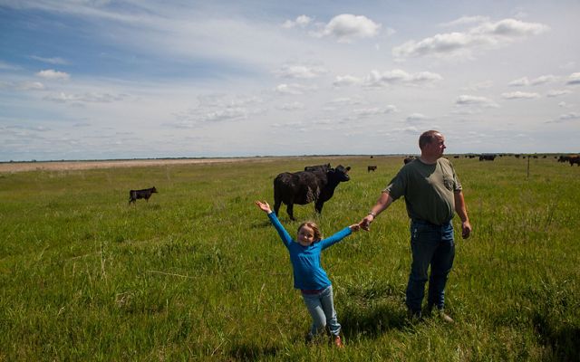 A man and a girl stand in a field among cattle.