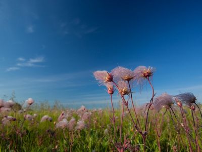 Prairie smoke blooming in a field.