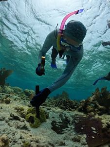 A snorkeler uses a hammer and chisel to cut away a sample of coral from a reef.