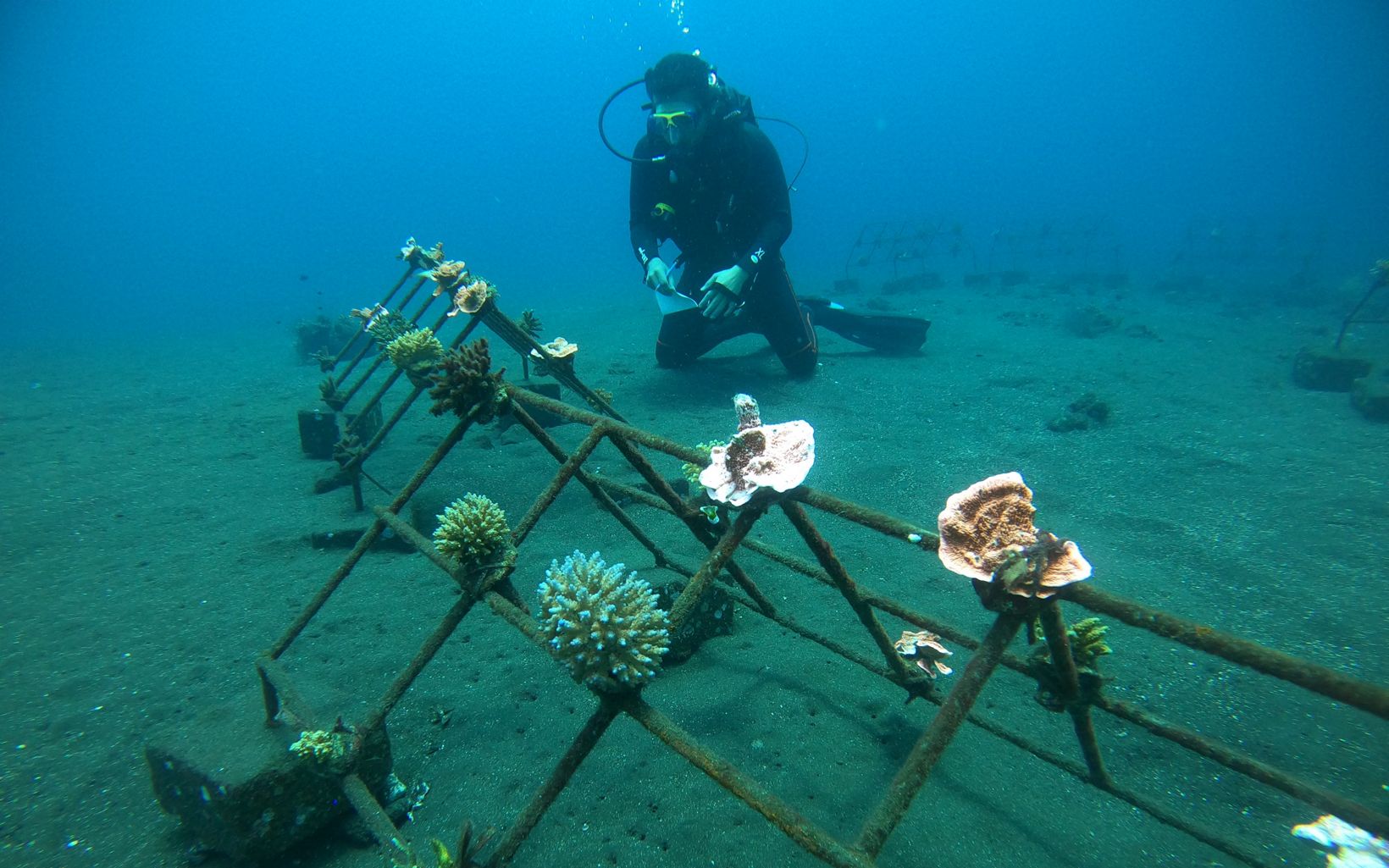A scuba diver on the ocean floor alongside coral reef structures.