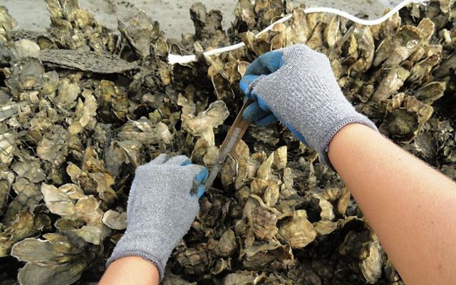 Gloved hands use a tape measure to measure the growth of an oyster encrusted section of reef.