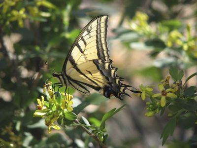 Two -tailed Swallowtail butterfly feeding on a blooming golden currant plant at TNC Ramsey Canyon Preserve.