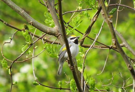 A golden-winged warbler, a gray bird with yellow patches on its head and wings and a black throat, perches on a thin branch..