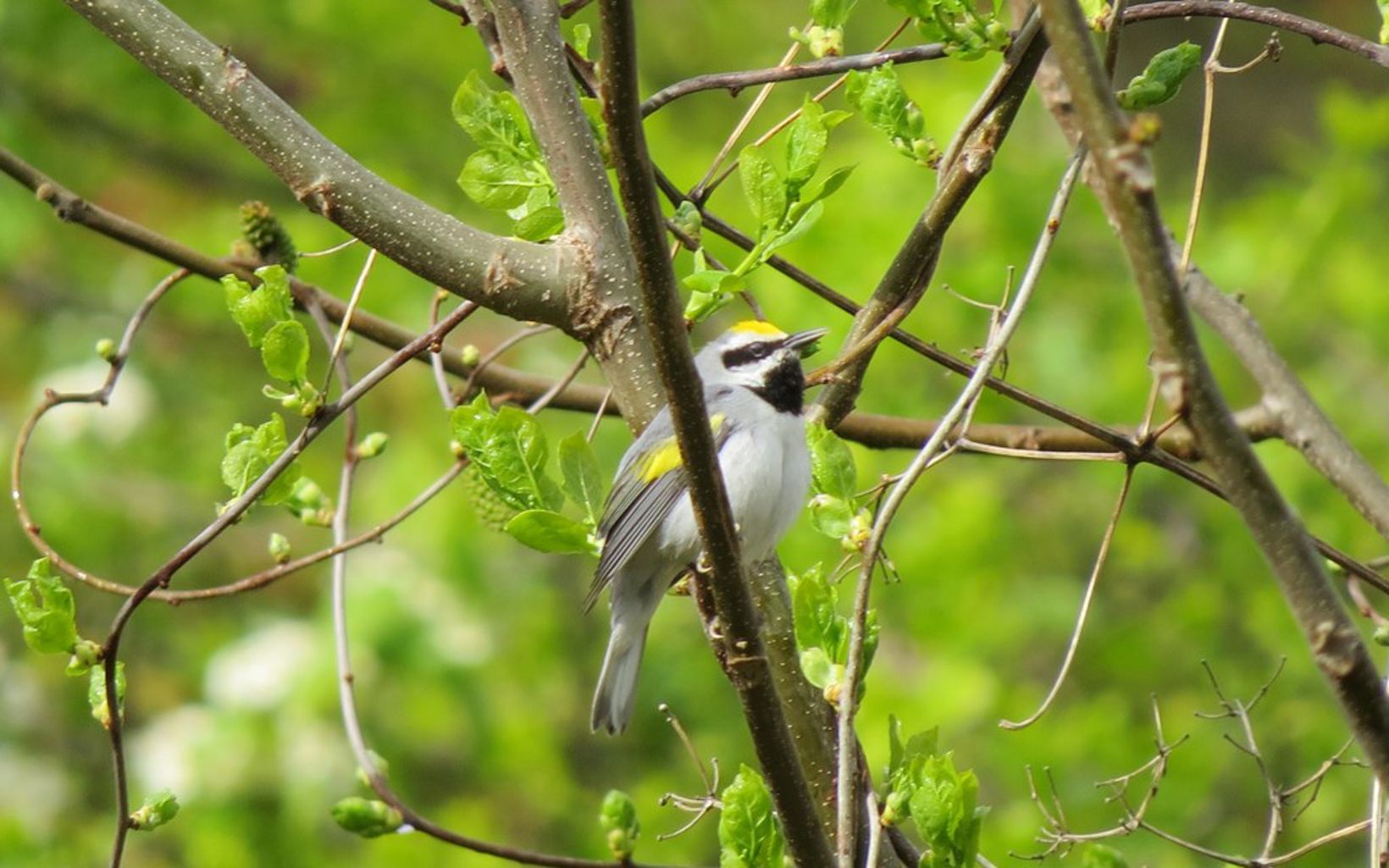 A gray and white bird with a golden cap and yellow flecks on its wings sits perched on a tree branch.