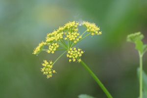 Small yellow flower clusters are surrounded by greenery. 