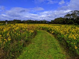 Goldenrod flowers along a trail.