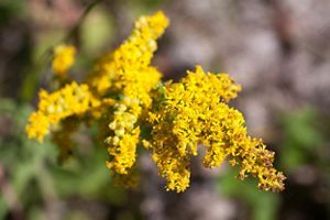 A cluster of yellow flowers.