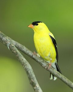 A bright yellow American goldfinch resting on a tree branch. 