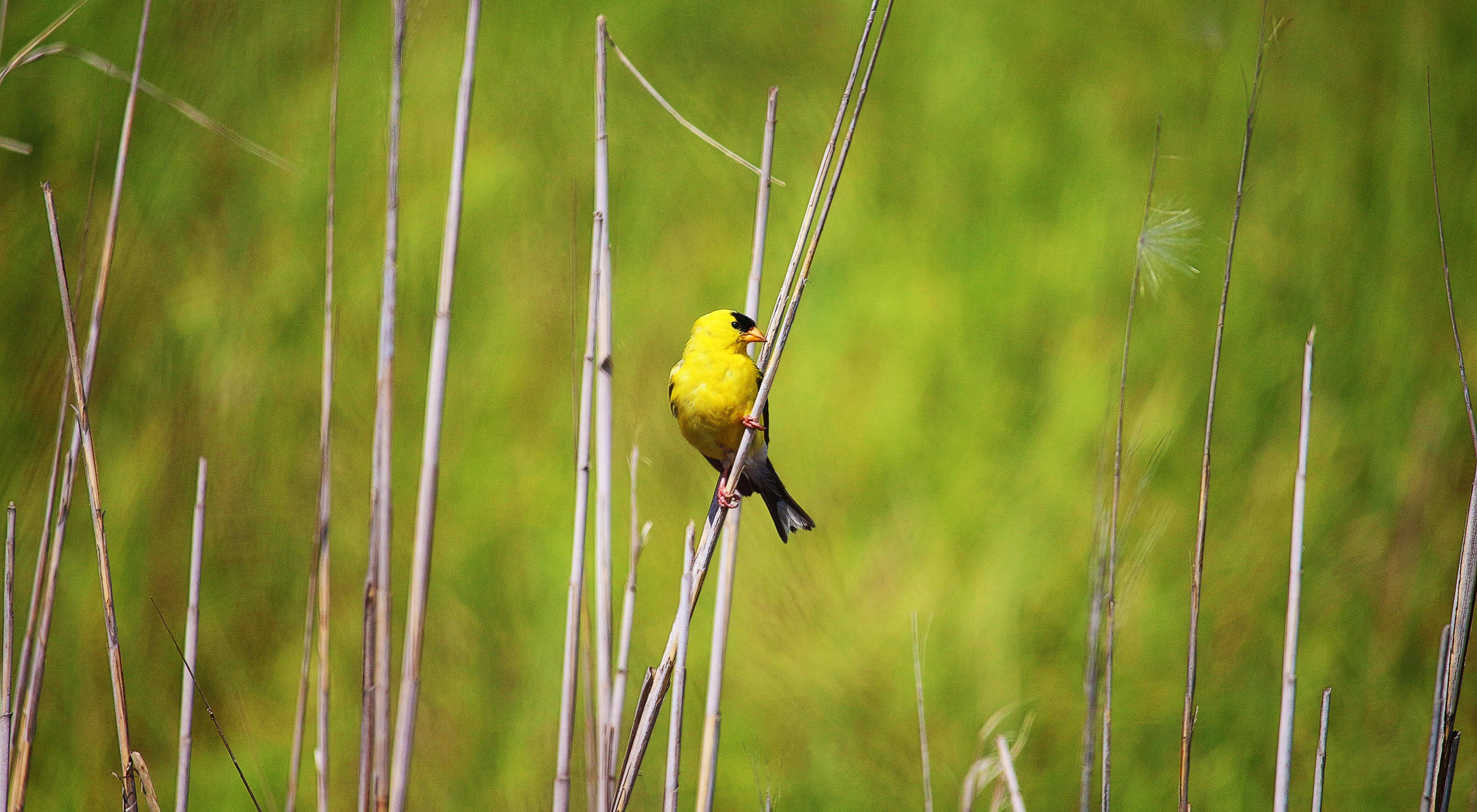 A yellow bird perches on a long thin stalk of marsh grass at a wildlife refuge.