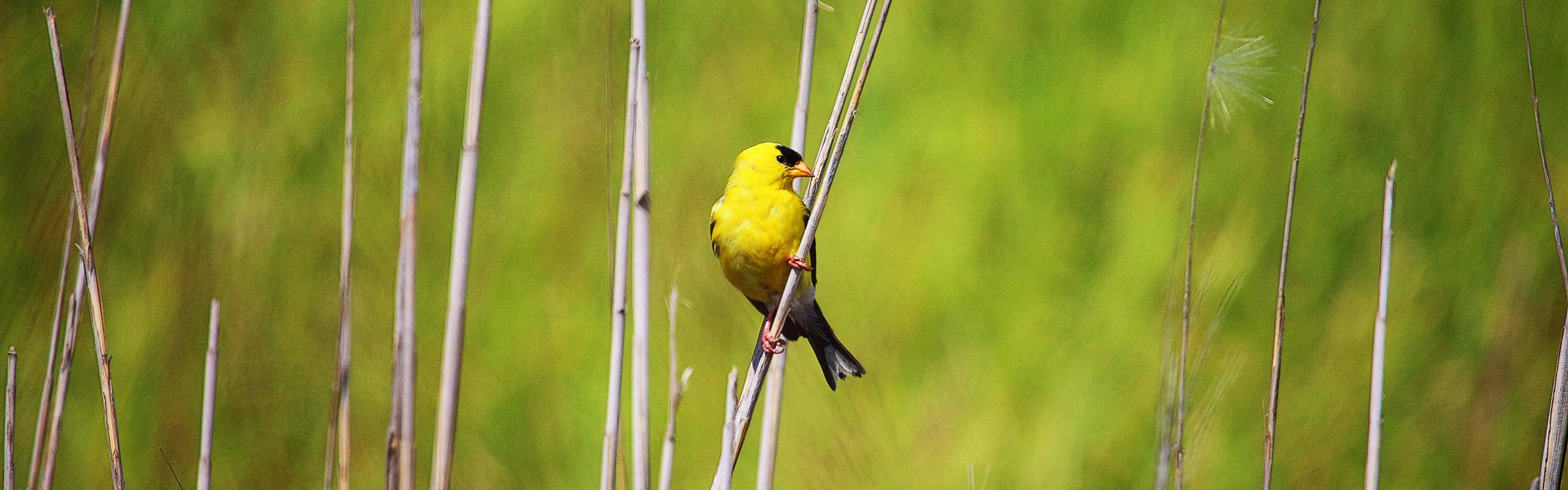 A yellow bird with a black face perches on a slender stalk of dry marsh grass.