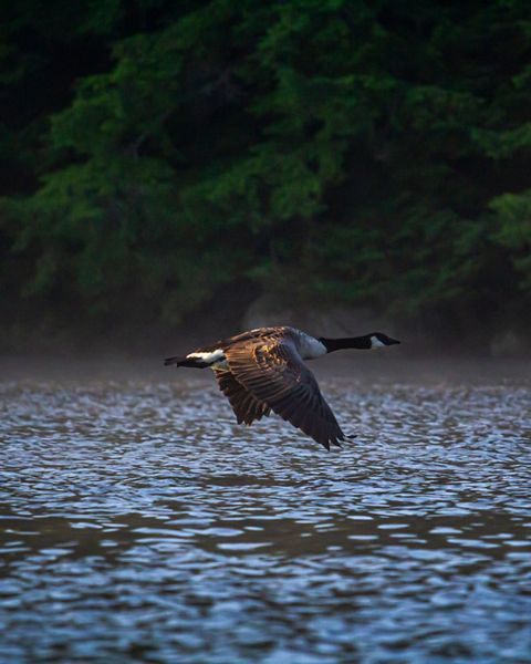 A goose flies low over a blue rippled lake.