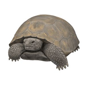 A scaley gray gopher tortoise