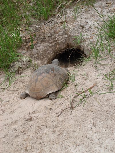Gopher Tortoise entering a sandy burrow. 
