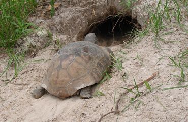 An adult gopher tortoise heads into a burrow in the sandy incline among grass clumps.