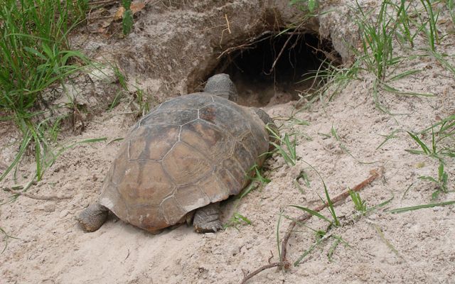 An adult gopher tortoise heads into a burrow in the sandy incline among grass clumps.