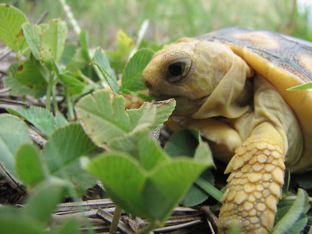 A young gopher tortoise eats some vegetation.