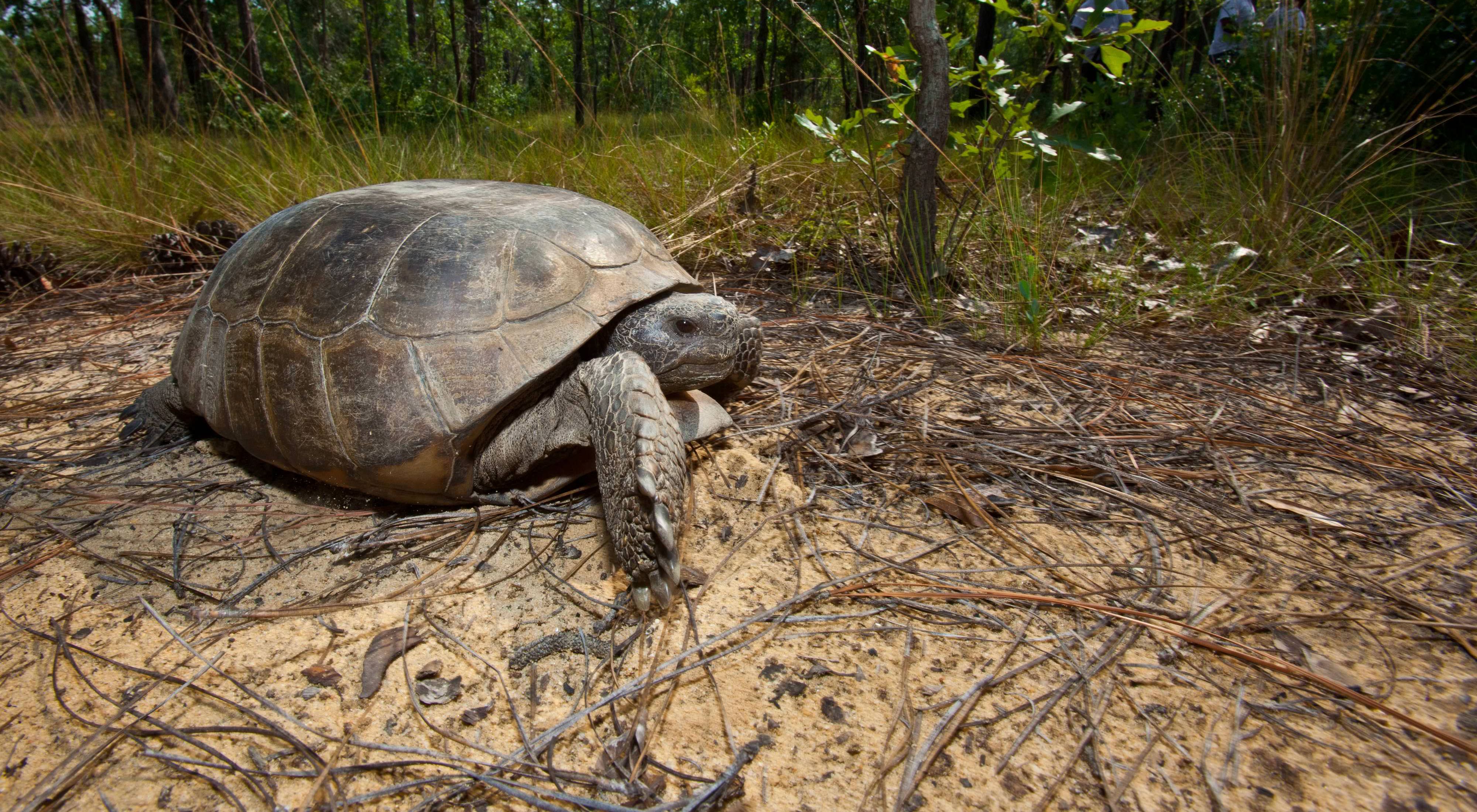 A gopher tortoise navigates its way along the forest floor. 