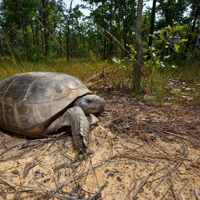 A large turtle rests on sandy soil.