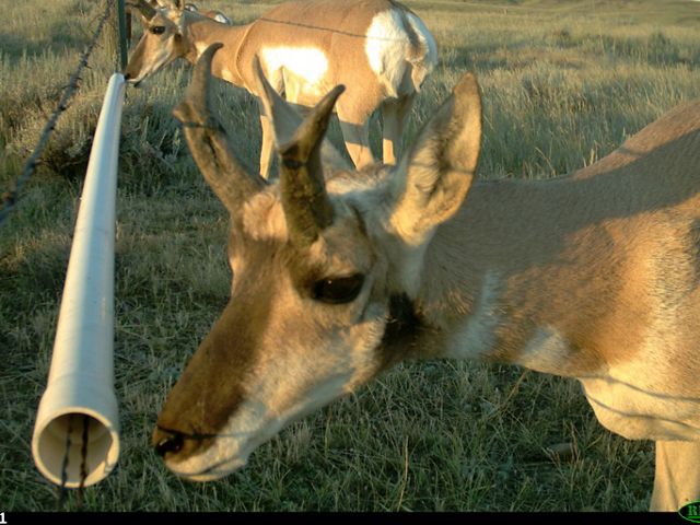 Pronghorn inspecting goat bar