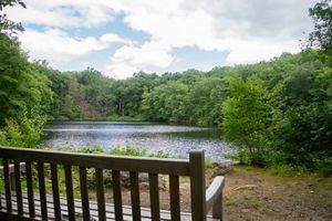 A wooden bench faces a pond that is surrounded by a forest.