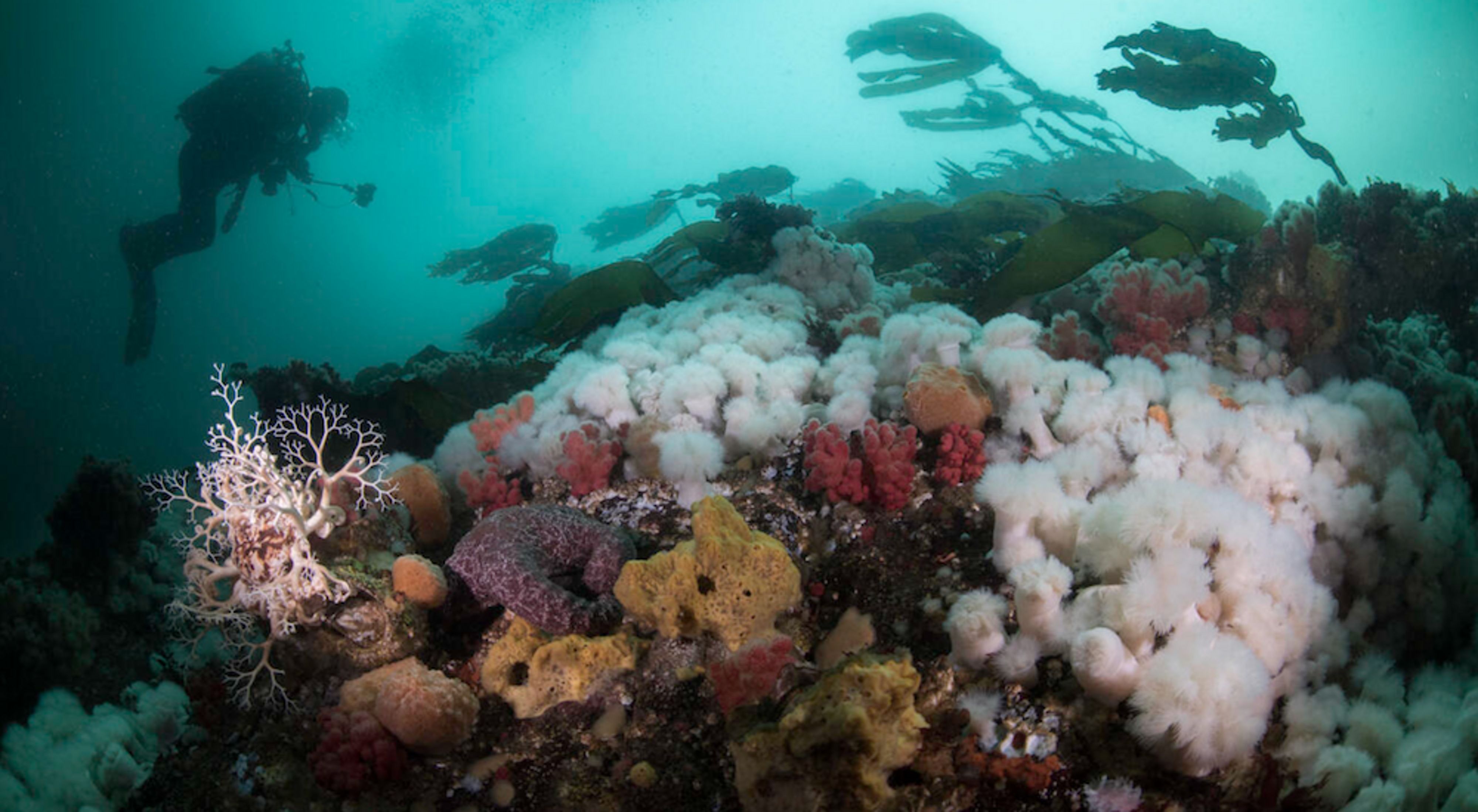 Kelp, corals, and a scuba diver in the ocean.