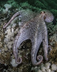 an octopus with intricate patterns of white, brown and amber sprawls across a coral rock with fluffy white anemones