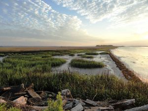 The same area of marsh land with healthy, established grasses and no flooding.