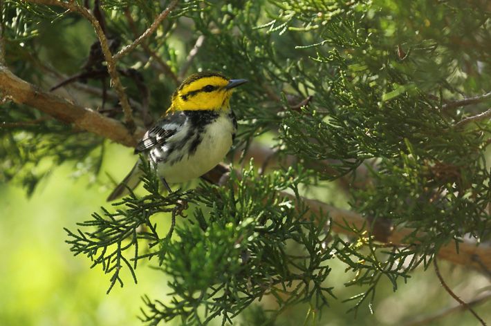 A small yellow and black bird sits on a branch covered in green foliage.