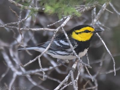 A bird with a yellow head and black and white feathers sits on a thin branch.