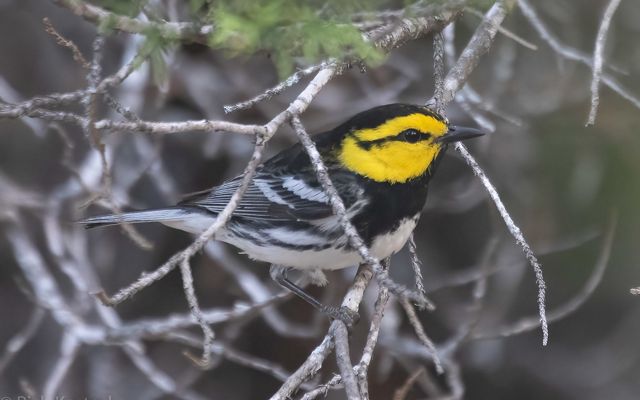 A bird with a yellow head and black and white feathers sits on a thin branch.