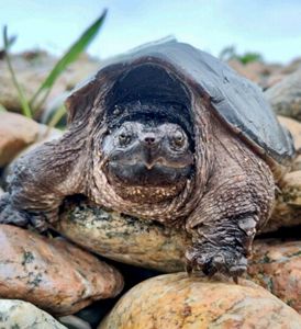 A large-bodied turtle with a concave shell, large mouth, sagging skin and long claws climbs over rounded stones