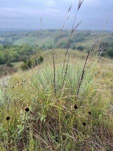 Little bluestem on top of a Loess hill.