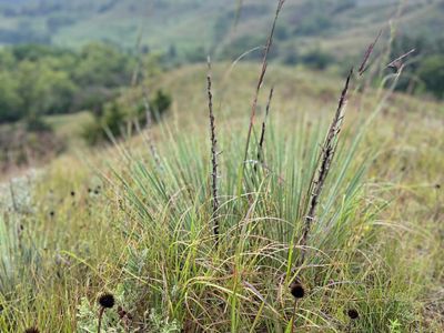 Little bluestem on top of a Loess hill.