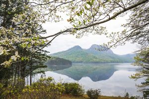 Dogwoods in bloom at the Table Rock Reservoir.