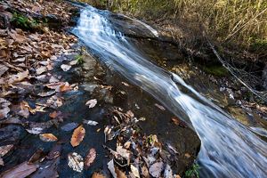A steep boulder is covered with fall leaves as a stream rushes down its slope. 