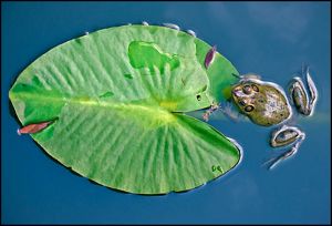A frog rests on a lilypad.