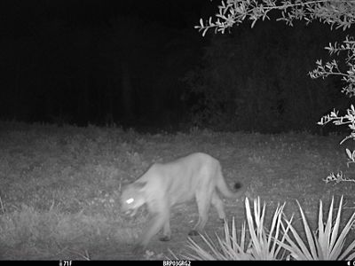 A panther on the prowl at night.