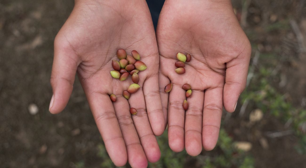 Photo of two hands outstretched holding two dozen brown and green seeds.