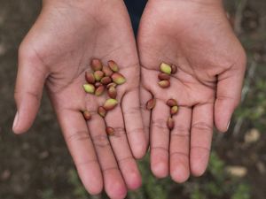 Photo of two hands outstretched holding two dozen brown and green seeds.
