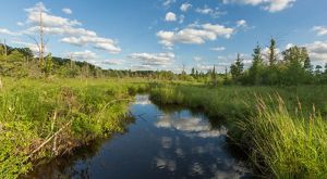 A stream winds through a grassy fen. 