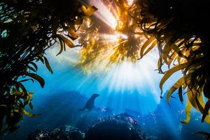 Silhouette of sea lion illuminated by rays of sunlight under water, framed by kelp beds.