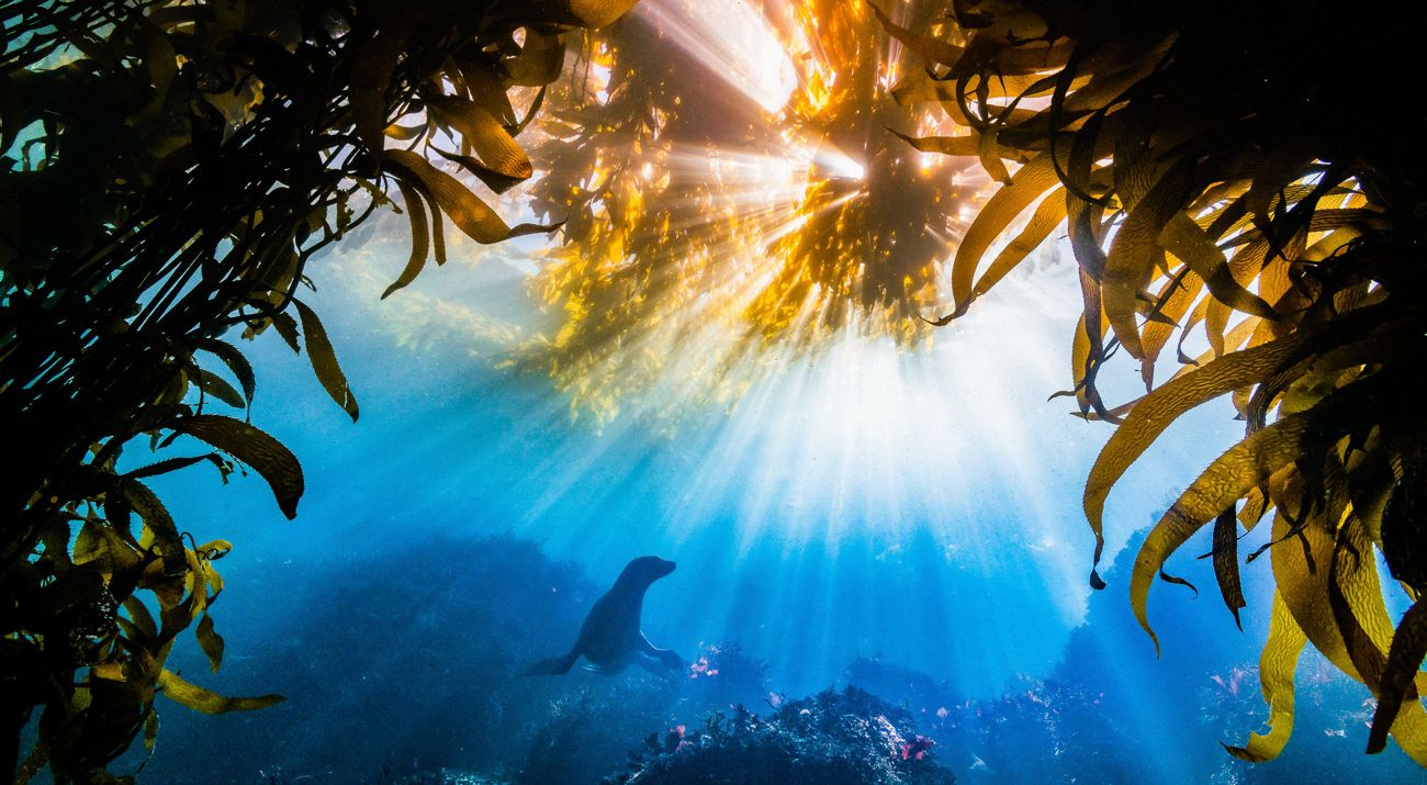 Underwater photo of a harbor seal swimming in a kelp forest off the Channel Islands in Washington state.