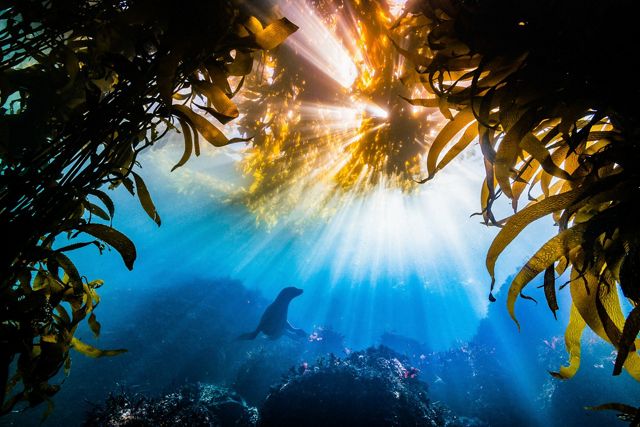 Leão Marinho da California cercado por algas na Baía de Monterey, na Califórina, Estados Unidos. Vencedor do Grande Prêmio do Cooncurso de Fotos da TNC 2019.