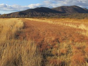 TNC Arizona only harvests a portion of the native grass that's grown for hay and the uncut dead grass provides shelter to small animals in the winter.