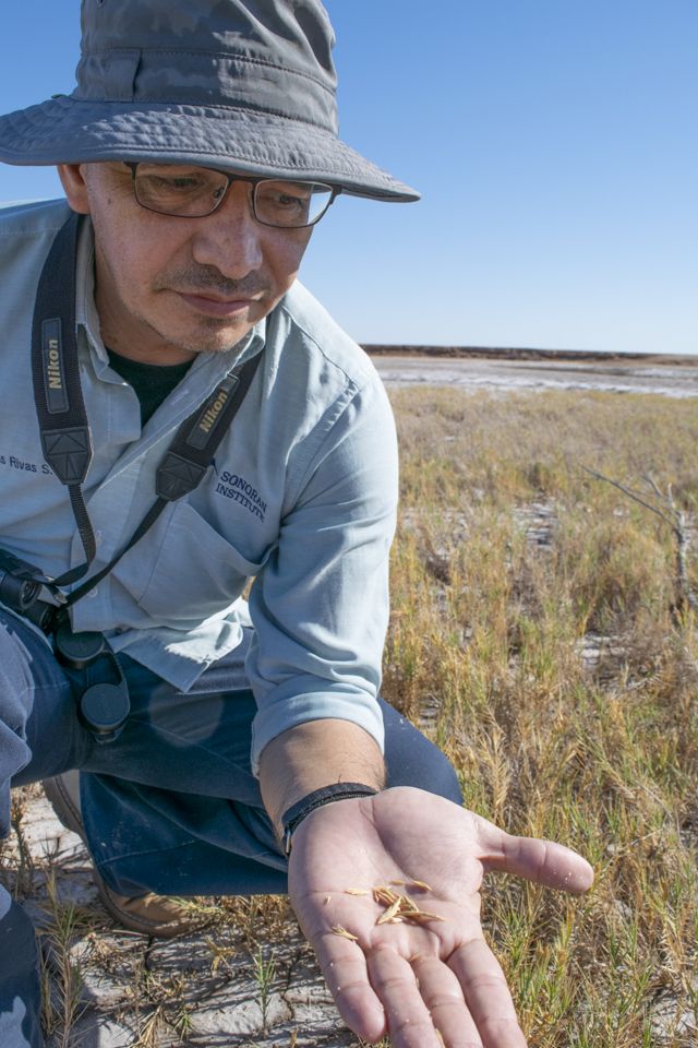 The Sonoran Institute's Tomas Rivas Salcedo holds salt grass seeds in his hand.